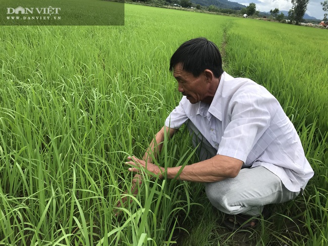 Quy trình sản xuất “gạo lạ” ngon sạch có giá đắt gấp 3 lần gạo thường - Ảnh 6.