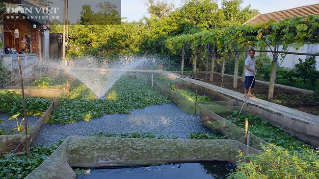 Ninh Bình: Chán cá cảnh chuyển sang nuôi đàn ốc béo ú ngắm chơi, lão nông kiếm trăm triệu/năm - Ảnh 3.