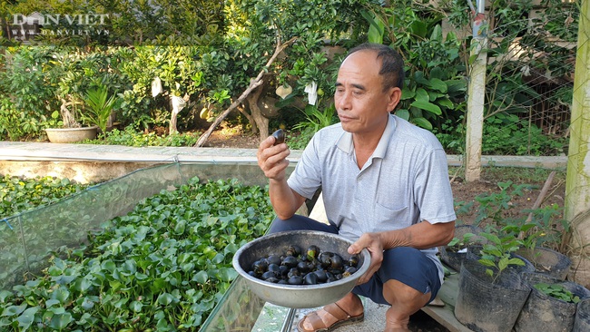 Ninh Bình: Chán nuôi cá cảnh chuyển sang nuôi ốc nhồi đặc sản, ao ...