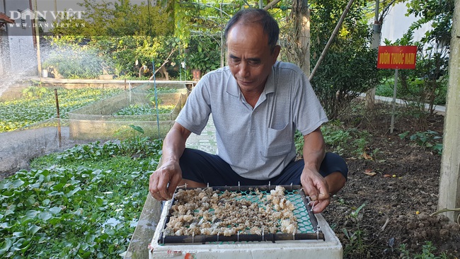 Ninh Bình: Chán cá cảnh chuyển sang nuôi đàn ốc béo ú ngắm chơi, lão nông kiếm trăm triệu/năm - Ảnh 6.