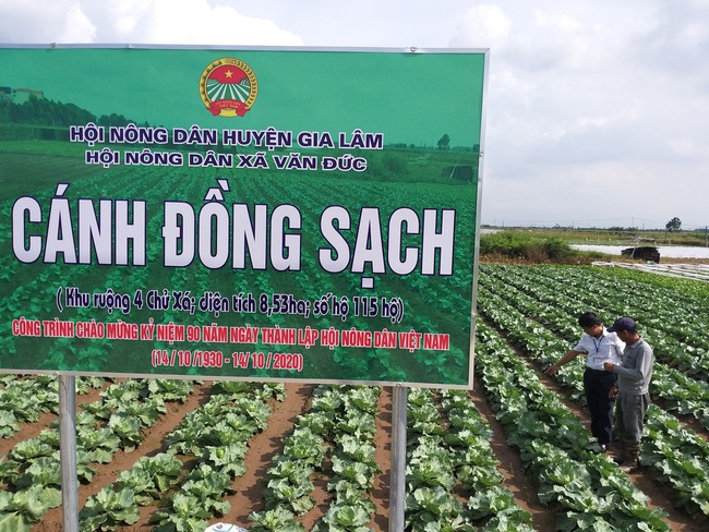 “Cánh đồng sạch” đưa rau Văn Đức... đi “tây” - Ảnh 3.