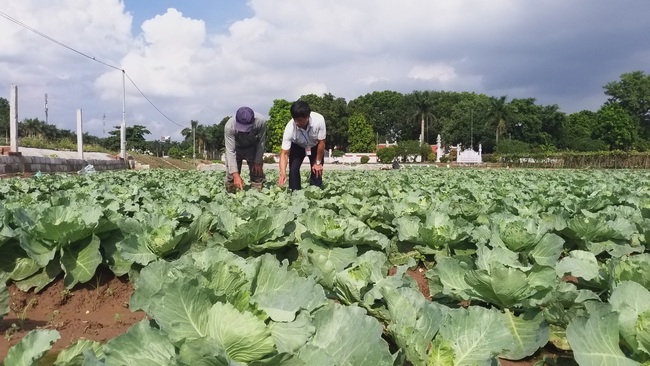 “Cánh đồng sạch” đưa rau Văn Đức... đi “tây” - Ảnh 1.