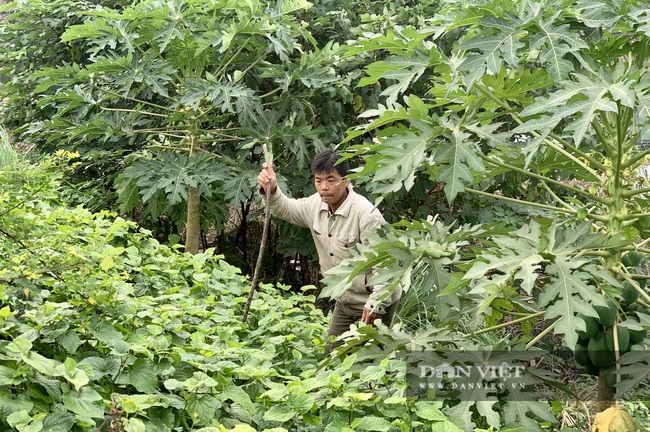 Người dân vạch từng bụi cây tìm kiếm nữ sinh Học viện Ngân hàng mất tích - Ảnh 1.