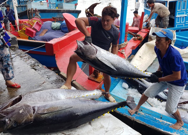 Hiếm có: Cá ngừ Việt xuất khẩu qua Italy tăng kỷ lục tới 8.600% - Ảnh 1.
