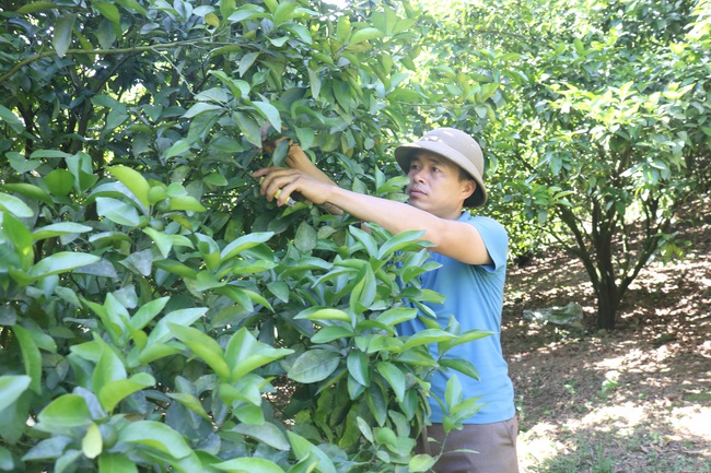 HTX trồng cây ăn quả Nghĩa Hưng chú trọng phát triển sản xuất theo quy trình VietGAP - Ảnh 2.