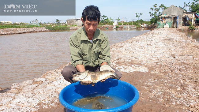 Nam Định: Cá mú ế ẩm bị bỏ đói, nông dân khóc ròng vì lỗ nặng - Ảnh 4.