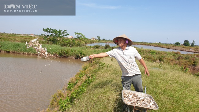 Nam Định: Cá mú ế ẩm bị bỏ đói, nông dân khóc ròng vì lỗ nặng - Ảnh 3.