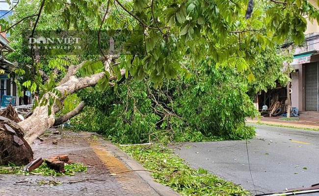 TRỰC TIẾP bão số 9 - Molave: Cây đổ ngổn ngang, nhiều mái nhà dân bị gió cuốn bay ở Quảng Ngãi - Ảnh 3.