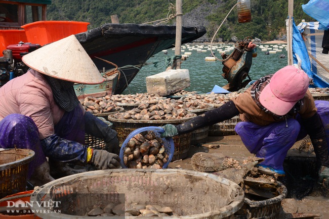 Quảng Ninh: Hơn 100 nghìn tấn thủy sản sắp thu hoạch, người nuôi &quot;nhấp nhổm&quot; - Ảnh 1.