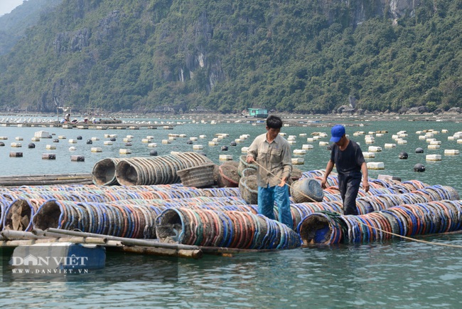 Quảng Ninh: Hơn 100 nghìn tấn thủy sản sắp thu hoạch, người nuôi &quot;nhấp nhổm&quot; - Ảnh 3.