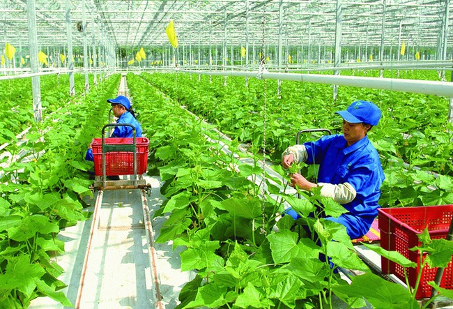 Công nghệ tạo sức bật cho ngành nông nghiệp Lào Cai - Ảnh 1.