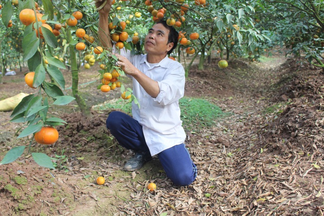 Vốn khuyến nông đến tay, thành  ngay... tỷ phú - Ảnh 2.