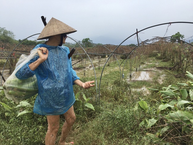 Đà Nẵng: Hàng trăm ha hoa màu, hoa cây cảnh bay theo bão số 9 - Ảnh 2.