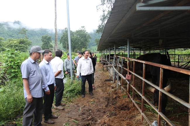 Chính thức bàn giao đàn bò tót lai quý hiếm cho Vườn Quốc gia Phước Bình - Ảnh 6.