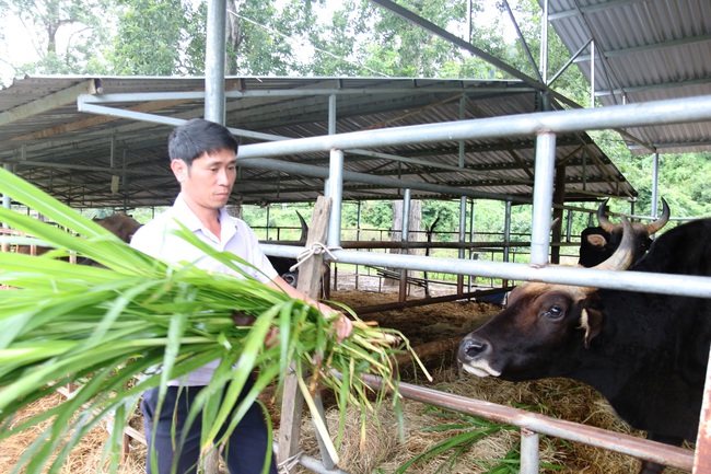Chính thức bàn giao đàn bò tót lai quý hiếm cho Vườn Quốc gia Phước Bình - Ảnh 2.