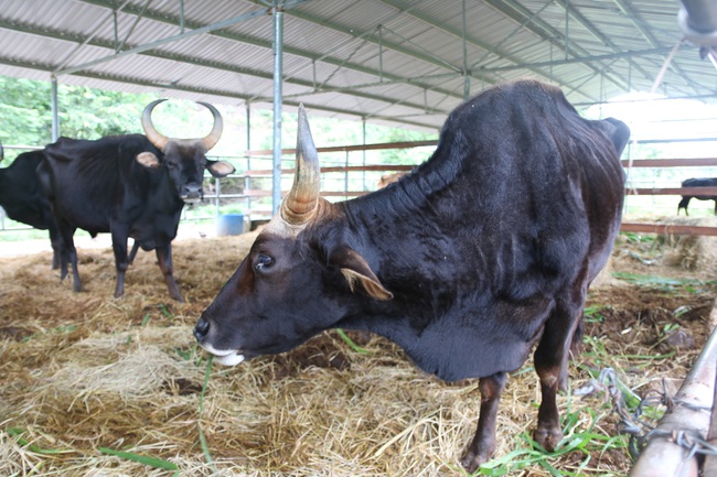 Chính thức bàn giao đàn bò tót lai quý hiếm cho Vườn Quốc gia Phước Bình - Ảnh 3.