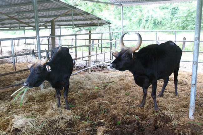 Chính thức bàn giao đàn bò tót lai quý hiếm cho Vườn Quốc gia Phước Bình - Ảnh 4.