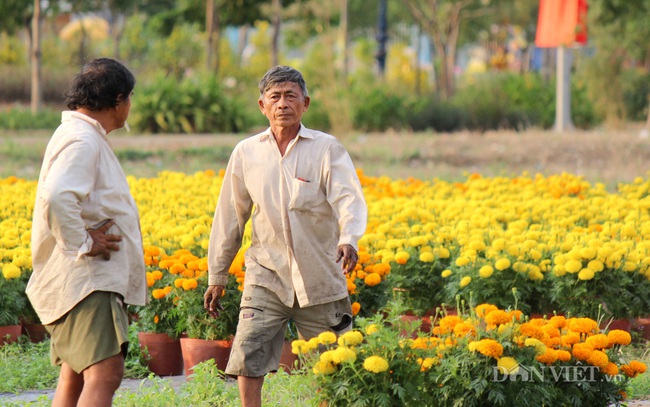 Nông dân giảm diện tích xuống giống hoa tết - Ảnh 2.