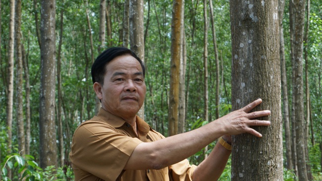 TT-Huế: Gần 500 tỷ đồng phát triển rừng trồng sản xuất gỗ lớn  - Ảnh 1.