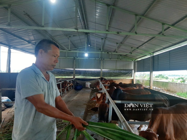 Yên Bái: Ông nông dân sáng sáng lái xe ô tô chở cỏ về nuôi bò thu hàng trăm triệu - Ảnh 3.
