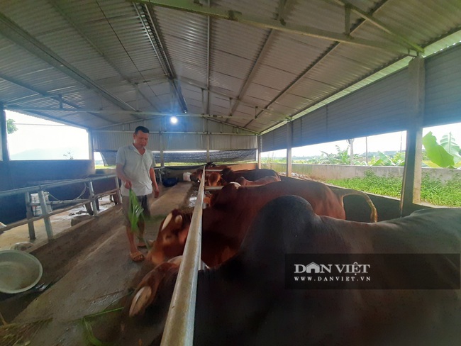 Yên Bái: Ông nông dân sáng sáng lái xe ô tô chở cỏ về nuôi bò thu hàng trăm triệu - Ảnh 2.