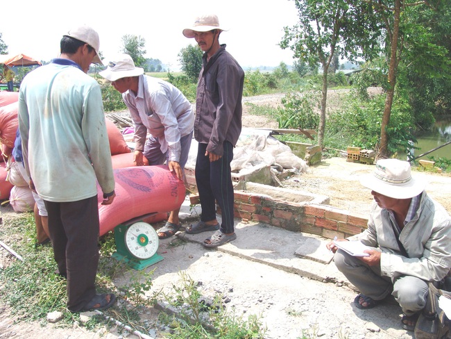 Long An: Doanh nghiệp thu mua lúa gạo hết “bẻ kèo” với nông dân - Ảnh 2.