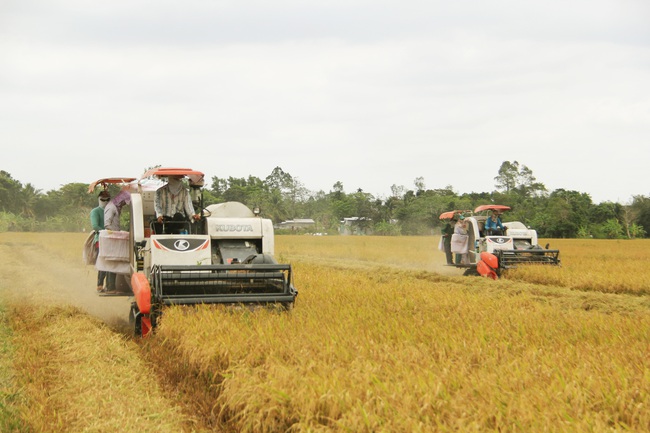 Gạo Việt lập kỷ lục mới - Ảnh 1.