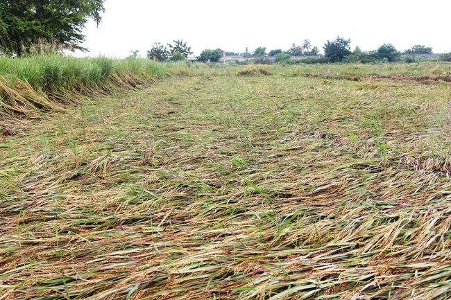 Ninh Thuận: Lúa Hè Thu bị thiệt hại do mưa lớn kéo dài - Ảnh 2.