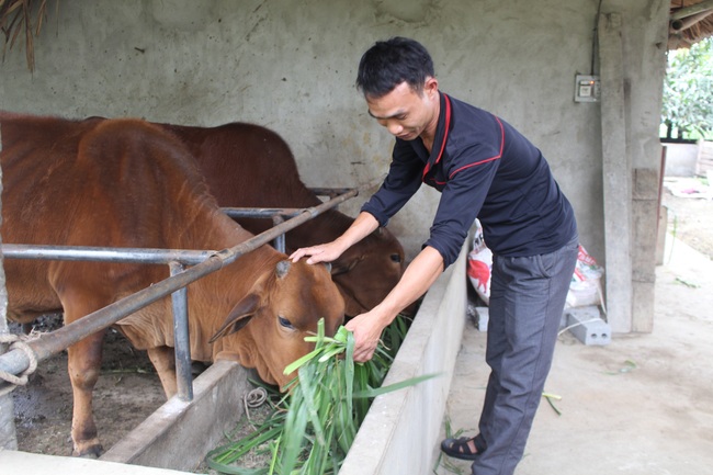 Giúp nông dân sinh sôi đàn trâu bò - Ảnh 1.