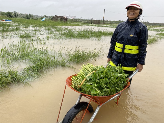 Nông dân vườn rau lớn nhất Đà Nẵng thu hoạch&quot;chạy lũ&quot;  - Ảnh 3.