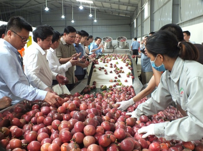 Viết nên kỳ tích đưa nông sản xuất ngoại - Ảnh 3.