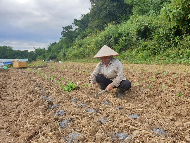 Điện Biên: Hợp tác xã sản xuất rau an toàn theo quy trình VietGAP - Ảnh 4.