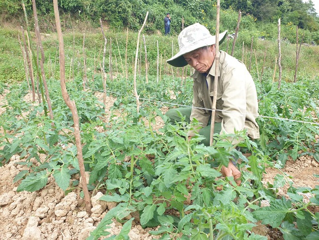 Điện Biên: Hợp tác xã sản xuất rau an toàn theo quy trình VietGAP - Ảnh 6.