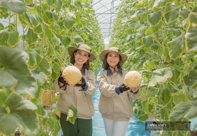 Gái xinh Hưng Yên sở hữu vườn dưa lưới 3.700m2, cho trái vàng ươm, thu lãi trên 500 triệu đồng/năm - Ảnh 5.