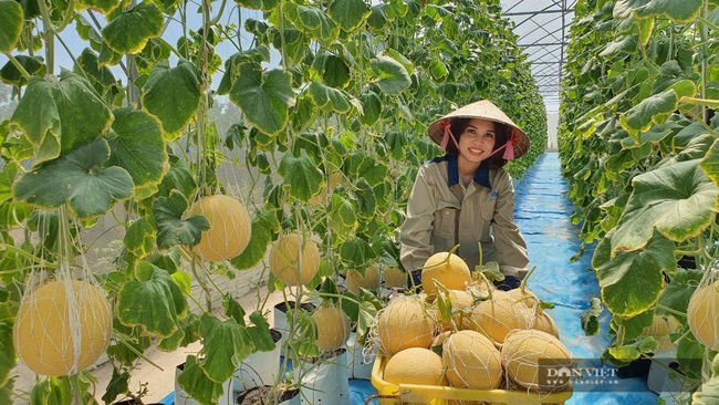Hưng Yên: gái đẹp trồng vườn dưa lưới hơn 3.000m2, quả vàng ươm, lãi 600 triệu đồng/năm - Ảnh 2.