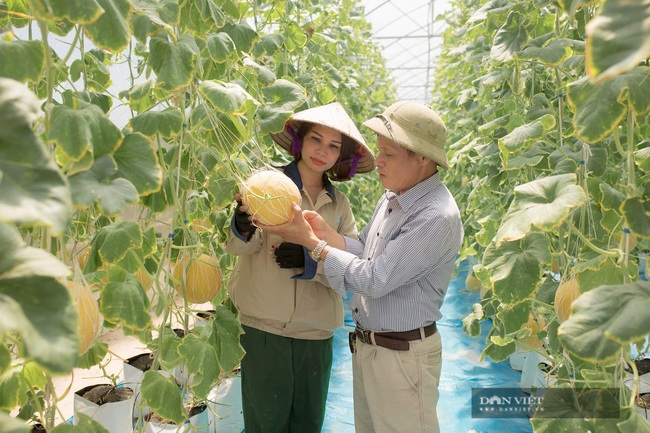Hưng Yên: gái đẹp trồng vườn dưa lưới hơn 3.000m2, quả vàng ươm, lãi 600 triệu đồng/năm - Ảnh 1.
