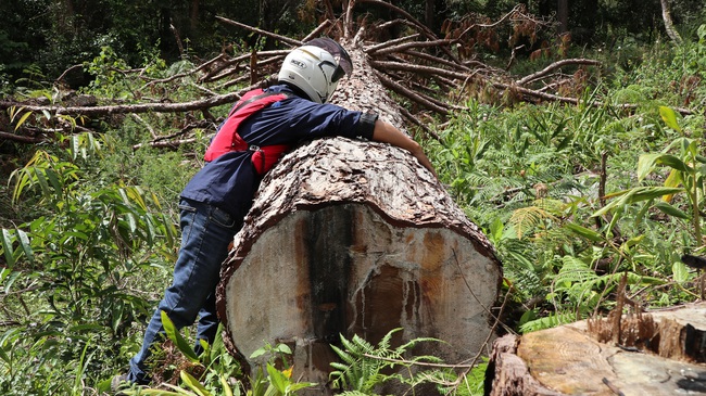 Vụ hàng trăm cây thông &quot;khủng&quot; bị cưa hạ, xác định 6 đối tượng phá rừng - Ảnh 5.