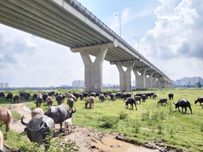 Chật vật di dời chăn nuôi ra khỏi nội đô Hà Nội - Ảnh 1.