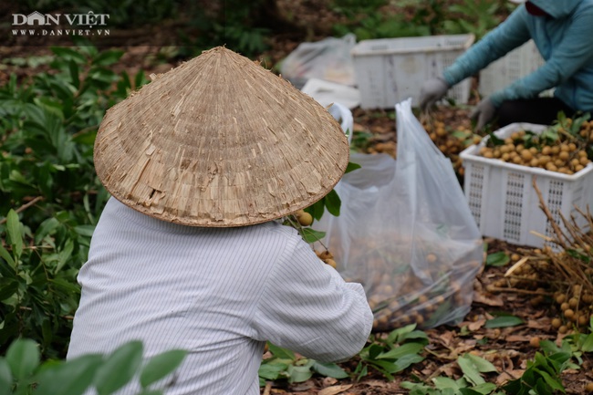 Nhãn còn 7.000 đồng/kg, nông dân khóc lóc vì lỗ mất chiếc xe ô tô - Ảnh 20.