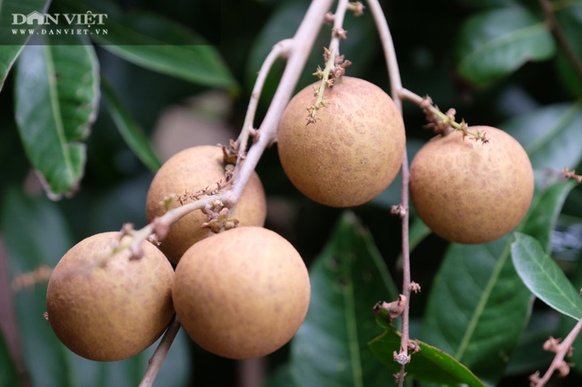 Nhãn còn 7.000 đồng/kg, nông dân khóc lóc vì lỗ mất chiếc xe ô tô - Ảnh 15.