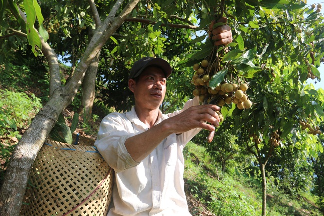 nông nghiệp - trụ đỡ qua gian khó (bài 3): Những hình mẫu thành công - Ảnh 3.