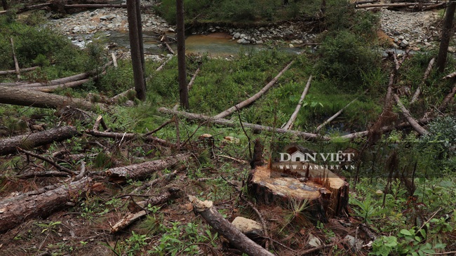 Vụ phá hàng trăm cây thông &quot;khủng&quot;: Phó Chủ tịch UBND tỉnh chỉ đạo điều tra - Ảnh 3.