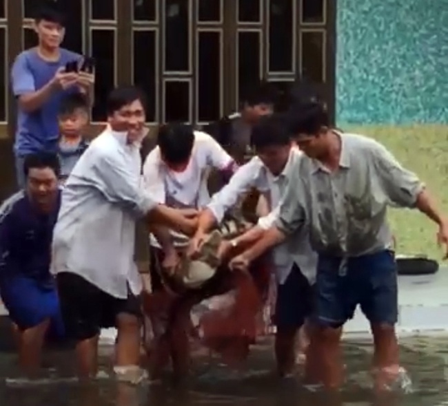 Xóm làng hoang mang vì cá sấu sổng chuồng, trong khi quy định xử lý thiếu chặt chẽ - Ảnh 1.