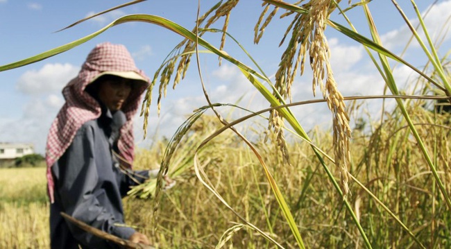 Vì sao doanh nghiệp miền Tây lại nhập khẩu lúa Campuchia và đang gặp những khó khăn lớn gì? - Ảnh 1.