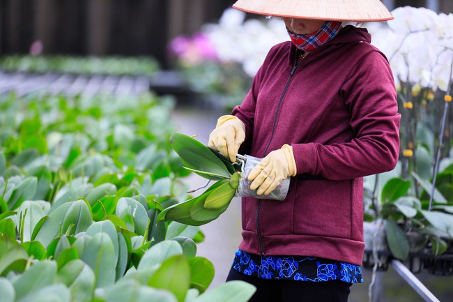 Lộng lẫy trại lan trên cao nguyên Di Linh   - Ảnh 2.