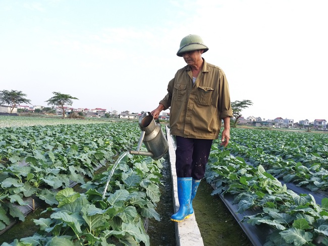 Sau chuyển đổi, đất Thái Bình có thêm nhiều triệu phú trồng rau an toàn - Ảnh 3.