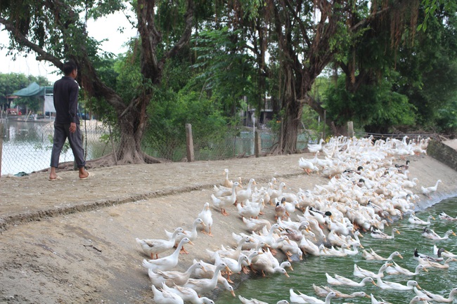 Lão nông nuôi vịt sạch, trứng đạt OCOP không lo đầu ra - Ảnh 2.