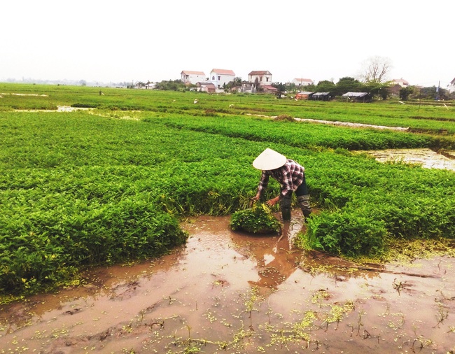 Phú Xuyên huy động 4.633 tỷ xây dựng nông thôn mới, trở thành &quot;miền quê đáng sống&quot; như thế nào? - Ảnh 3.