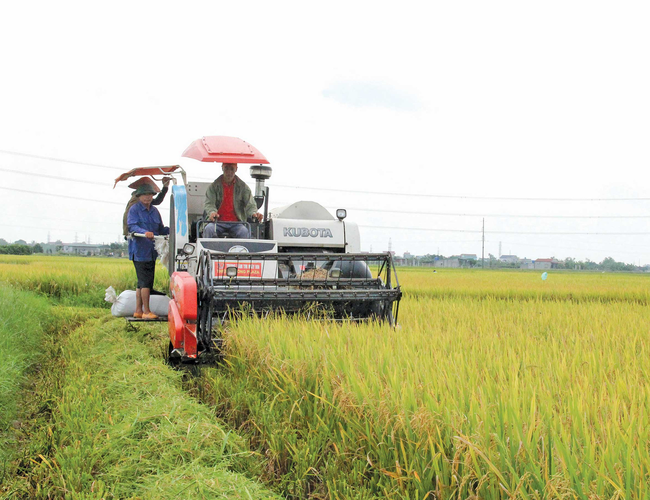 Vượt khó khăn, sản xuất lúa miền Bắc thắng lớn  - Ảnh 1.