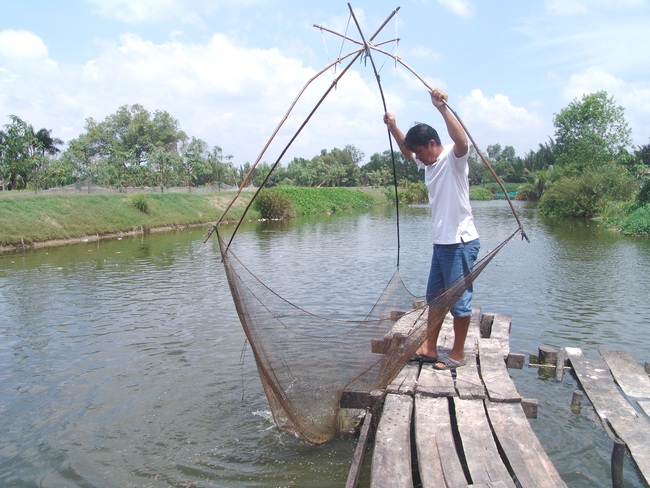 Vỡ mộng làm giàu từ nghề ương cá tra giống, nông dân Đồng Tháp Mười đồng loạt đổ tiền lấp ao trồng lại lúa - Ảnh 3.